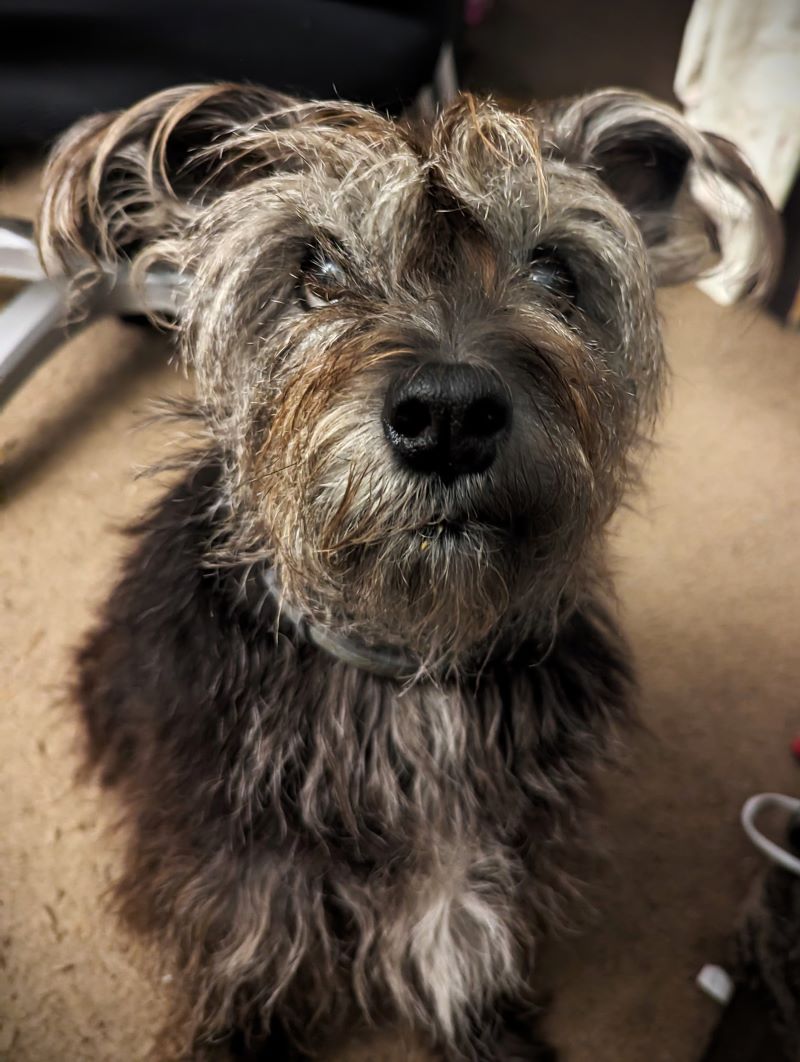 Keely looking at the camera, waiting for a treat